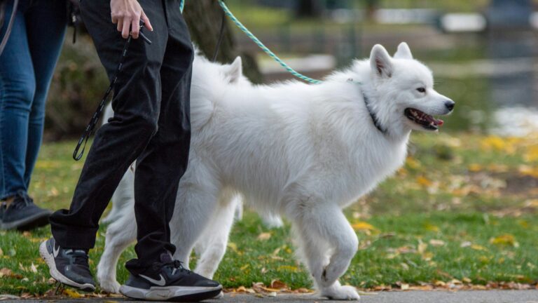 댕냥이 집사 필독! 우리 아이에게 안전한 반려식물 vs 절대 피해야 할 독성 식물 리스트